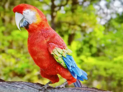 Parrot Rigged Low-poly 3D model