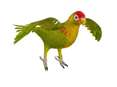 Varied Lorikeet Bird Low-poly 3D model