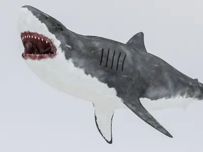 3D Rigged Shark Model Low-poly 3D model