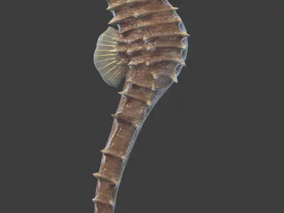 Seahorse Hippocampus Kuda Low-poly 3D model
