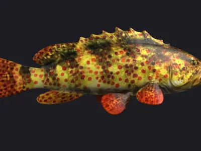 giant grouper fish low poly game fish bass coralgrouper 3D model