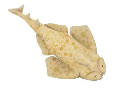 Angel Shark 3D model