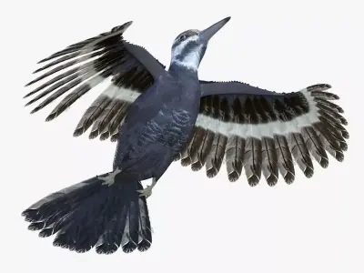 Woodpecker Bird 3d model Low-poly 3D model