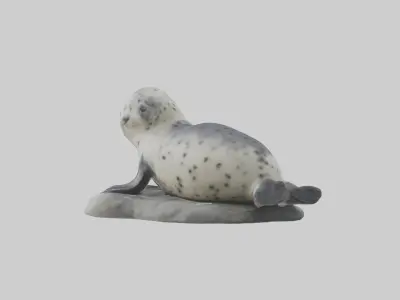 Harbor Seal Pup Model 1 Low-poly 3D model