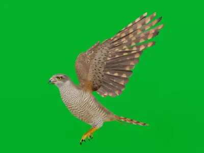 Eurasian Goshawk Bird Low-poly 3D model