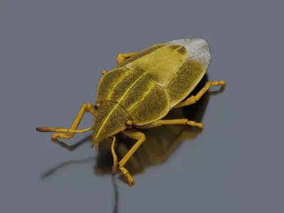 Stink bug Low-poly 3D model