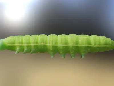Caterpillar insect rigged 3D model