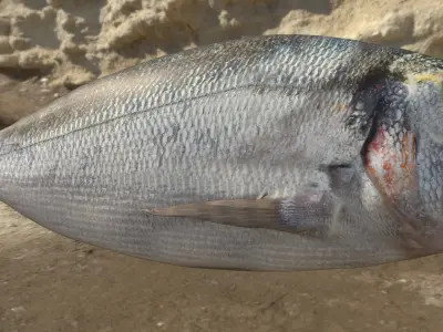 Gilthead Sea Bream Photorealistic fish model rigged animated Low-poly 3D model