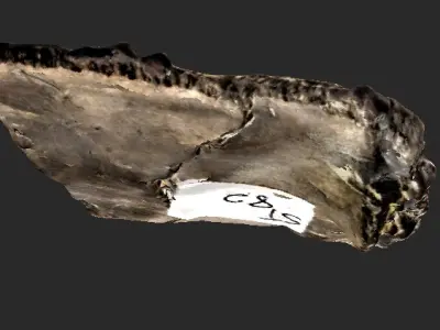 Fossilised Turtle Carapace 3D model