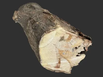 3d scan tree trunk in highpoly 3D model