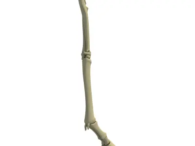 Animal Leg Femur Bones 2 3D model