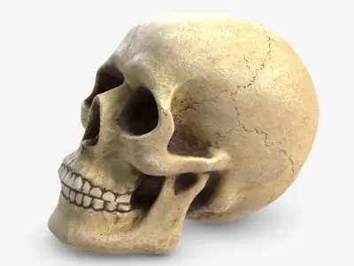 Skull 5 3D model