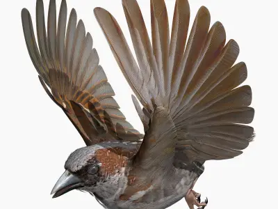 House Sparrow - rigged - animated 3D model