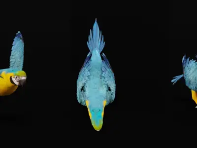 Macaw Parrot Bird Low-poly 3D model