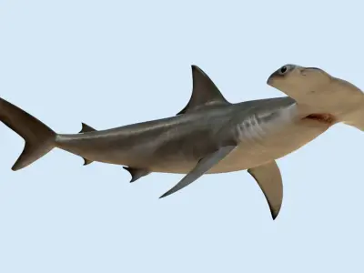 Hammerhead shark rigged and animated for Cinema 4d 3D model Low-poly 3D model