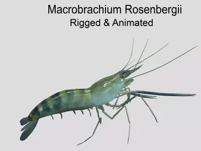 Macrobrachium Rosenbergii Realistic Animated Low-poly 3D model