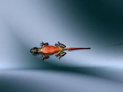 Rigged Salamander Free low-poly 3D model