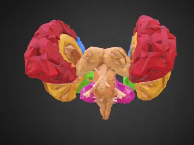 Brain Color Low Polygon Art Medical Low-poly 3D model