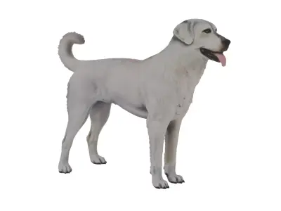 Akbash Dog Low-poly 3D model