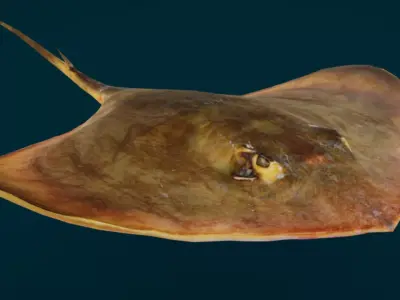 Red Stingray Animated  Low-poly 3D model