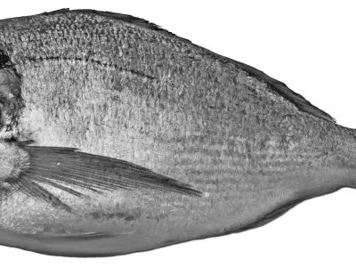 Showcase with fish and seafood 3D model