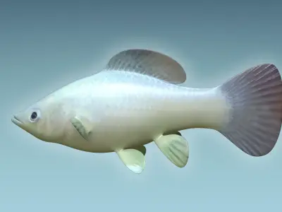 Molly fish 3D model