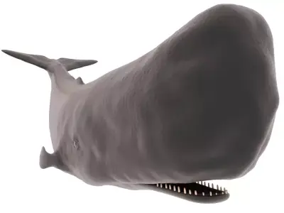 Sperm Whale Free low-poly 3D model