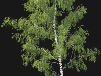 Birch forest part 05 3D model