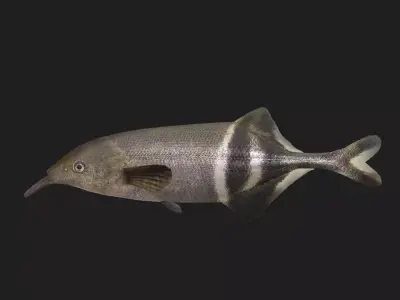 Elephantfish Low-poly 3D model