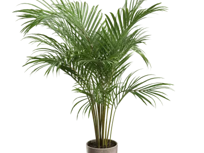  Small Areca Palm Potted Plant Model 