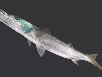 Realistic Barracuda Animated 3D model