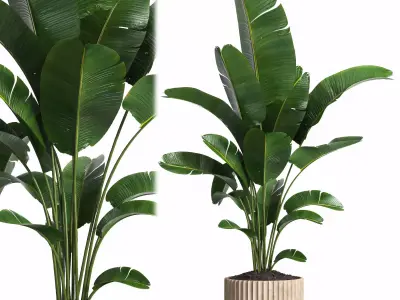 Indoor plant 017 3D model