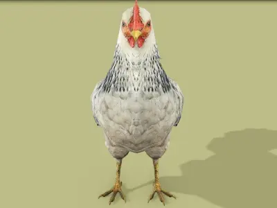 HEN RIGGED ANIMATED 4 Low-poly 3D model