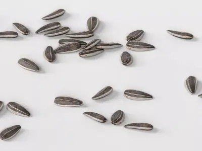 Sunflower Seed 3D model