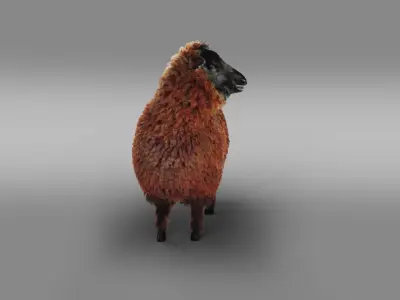 Fur Black Sheep Rigged in Blender Low-poly 3D model