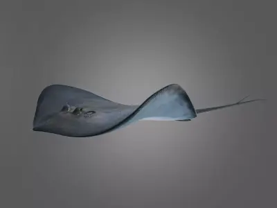 Photorealistic stingray fish ocean model Low-poly 3D model