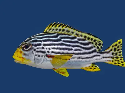 Sweetlips Schooling Fish Low-poly 3D model