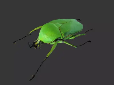 Dicronorhina Micans Male 3D model