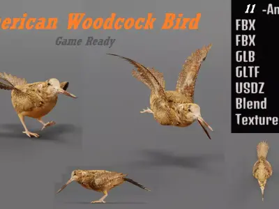 American Woodcock Bird Low-poly 3D model