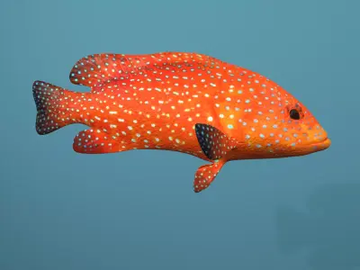 Roving Coral Grouper Low-poly 3D model