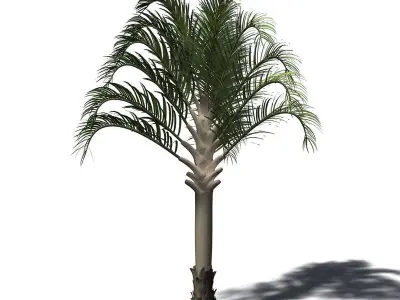 2020 XfrogPlants Africa Library  3D model