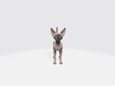 Sphynx Cat Model Animated and Rigged 3D model