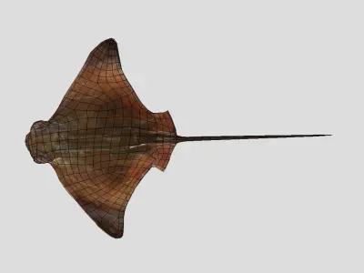 Eagle Ray Realistic Animated Low-poly 3D model
