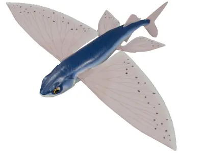 Flying fish 3D model buy