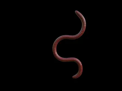 EARTHWORM worm Low-poly 3D model