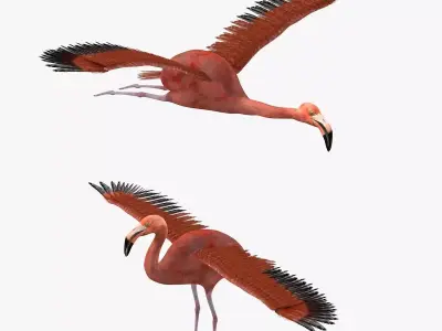 Flamingo bird rigged 3d model Low-poly 3D model