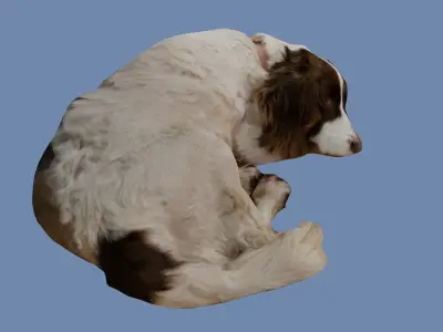 Old Sleeping Springer Spaniel Dog Photoscan Low-poly 3D model
