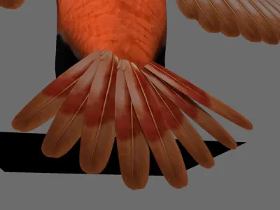 Munia Rigging and Animation 3D model