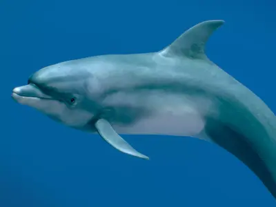 Bottlenose Dolphin 3D model