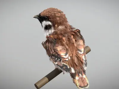 Eurasian Tree Sparrow 3D model